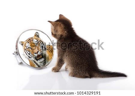 kitten with mirror on white background. kitten looks in a mirror reflection of a tiger 商業照片 © 