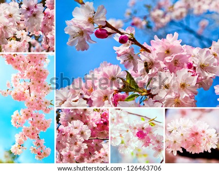 Sakura flowers blooming.  Beautiful flowering Japanese cherry. Spring cherry blossoms