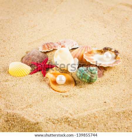 pearl on the seashell . The exotic sea shell . Treasure from the sea.