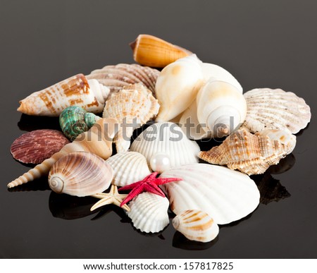 The exotic sea shell . treasure from the sea.