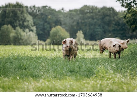 Similar – Foto Bild Kuscheln Natur Landschaft