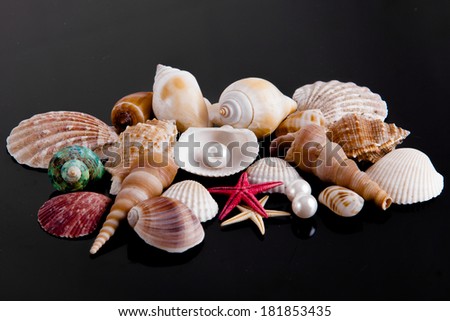 The exotic sea shell . treasure from the sea on black background