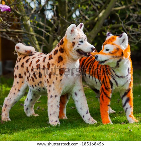 samoyed  dog repainted on leopard and tiger.  groomed dog. pet grooming. Samoyed dog