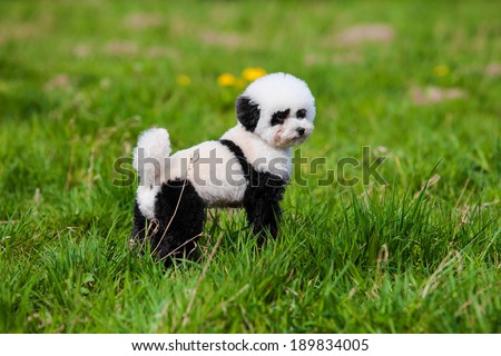 dog repainted on panda.  groomed dog. pet grooming.