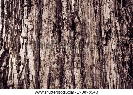 Texture Of Wood. bark of tree texture