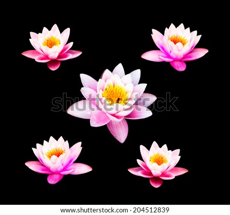 Water lily isolate on the black background. Pink Lotus Flower