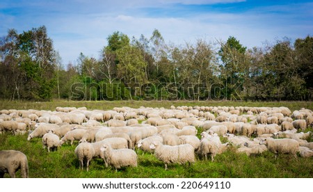sheep on the  meadow. Sheep graze in the meadow. Herd of sheep