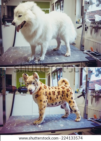 samoyed dog  before and after - cutting hair. dog repainted on leopard.  groomed dog