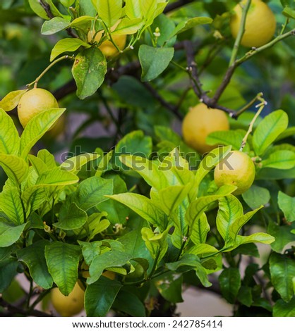 lemon tree. Bunch of ripe lemons