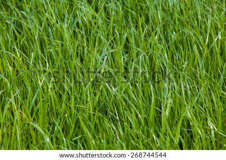 Beautiful green grass. Grass background. Green grass texture