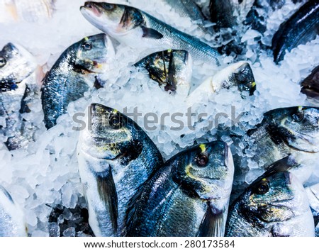 dorado fish on ice in fish market. Fresh fish at the market