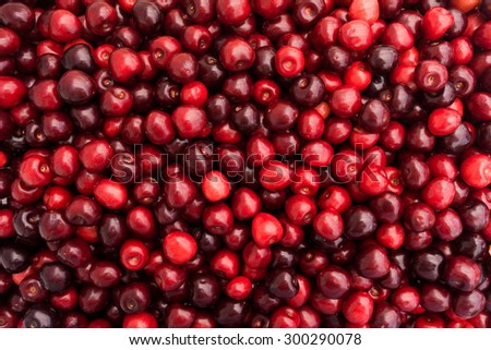 Red Cherries.   Cherry selection.  Background of ripe cherries