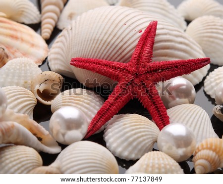pearl on the seashell . The exotic sea shell . treasure from the sea .