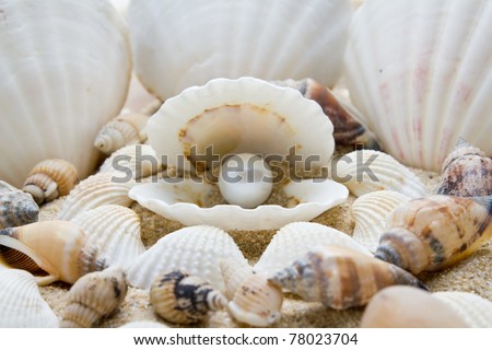 sea pearl in shells on sand . The exotic sea shell . treasure from the sea