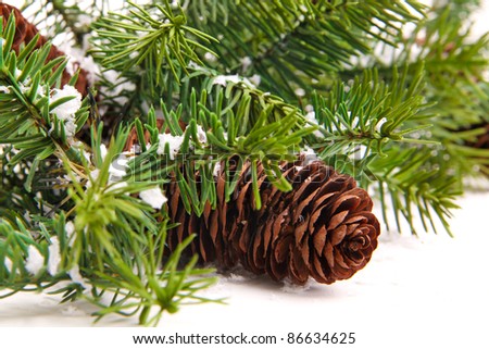 pine cones with pine branches. Cone and christmas tree isolated on white.