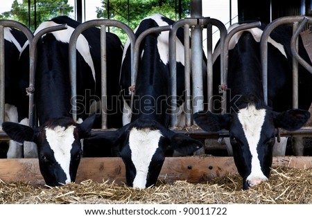 Dairy cows in a farm.