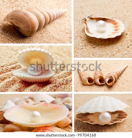 collection of seashells. pearl on the seashell . The exotic sea shell . treasure from the sea.