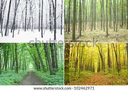 Four season of year in the wood