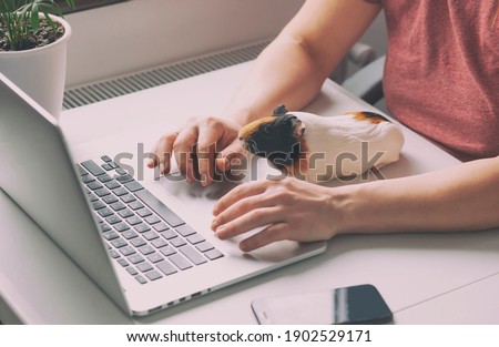 Similar – Image, Stock Photo Guinea Pig near female feet