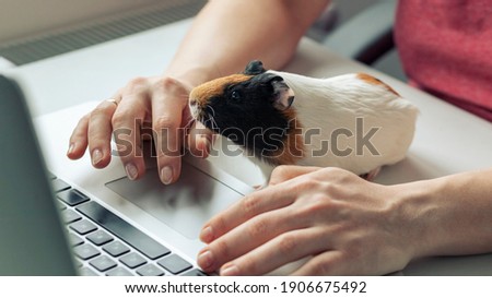 Similar – Image, Stock Photo Guinea Pig near female feet