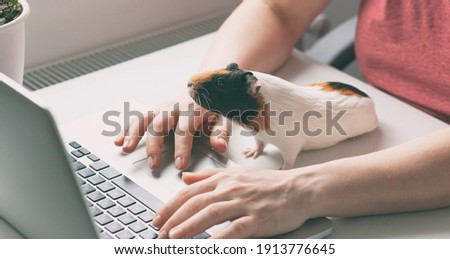 Similar – Image, Stock Photo Guinea Pig near female feet