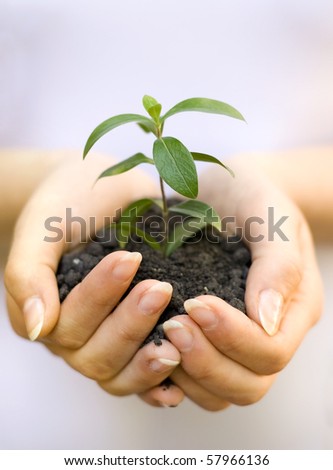 One plant in female hands on white background