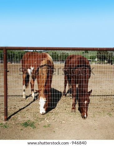 A photo of two horses feeding