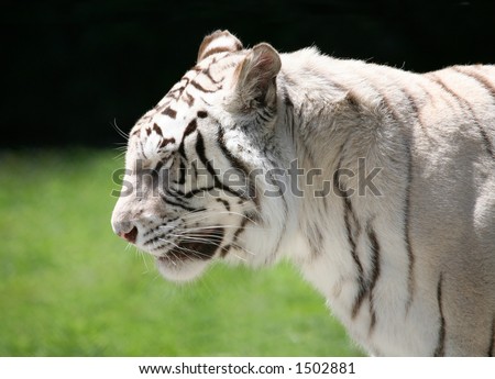 Profile of a white tiger