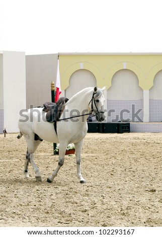 A beautiful white stallion in sand arena