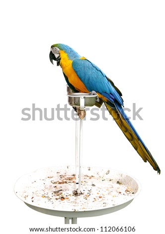 A beautiful Macaw on stand isolated on white