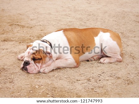 A bulldog sleeping