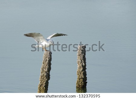 A seagull trying to sit on wooden log