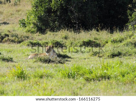 A lion resting in the grassland near a water hole in Ol pejeta conservancy