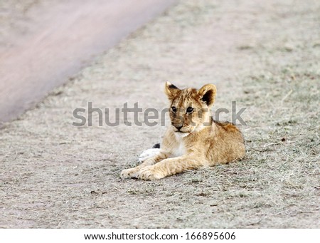 Cute little lion cub