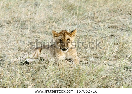 A baby lion making funny face
