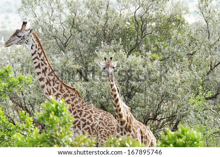 A beautiful pair of Giraffes