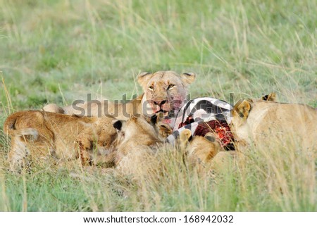 A group of lions eating Zebra