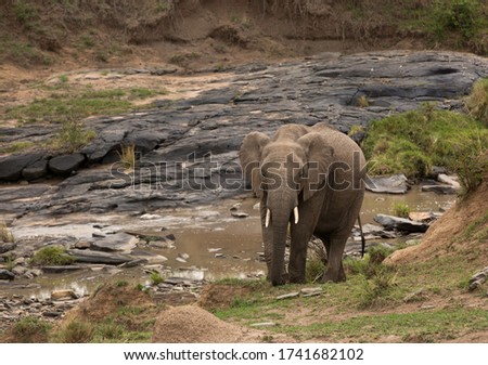 Similar – Foto Bild Elefanten im Fluss in Pinnawella