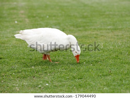 A beautiful white duck searching food on the green