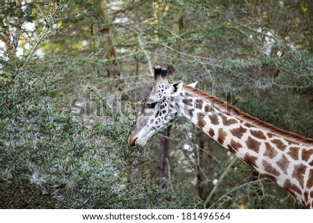 A beautiful Giraffe in the jungle of lake Naivasha