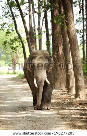 A tusker on the jungle road