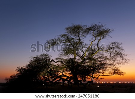 Tree of life during sunset