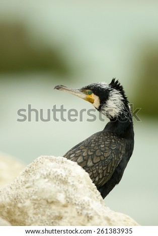 Great cormorant with head turned