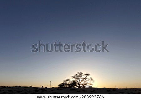 Tree of life during dusk, Bahrain