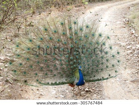 Peacock fanning its feather