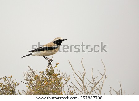 Desert Wheatear