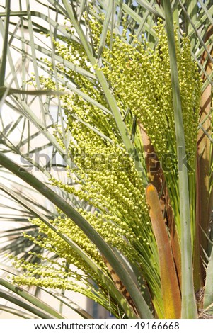 Baby dates popping out from newly formed stem in a date palm tree