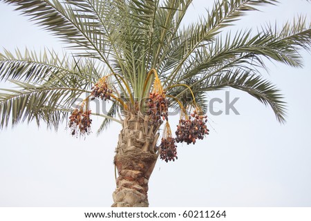 Date tree with bunches of ripen dates