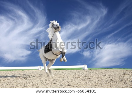 White horse rearing in sand arena