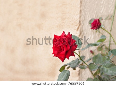Glorious red rose